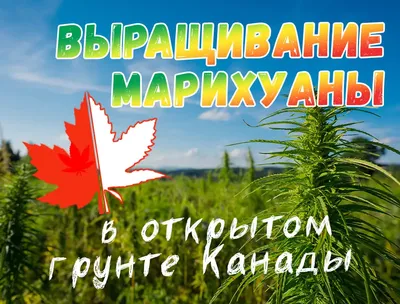 О вреде употребления марихуаны — Официальный сайт МО \"Хасавюртовский район\"