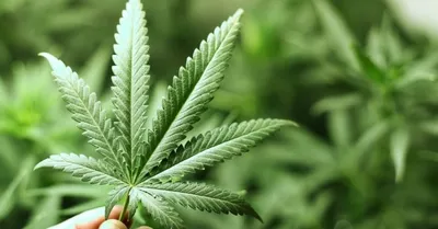 Минсоцдел упростит использование марихуаны в медицинских целях | Эстония |  ERR
