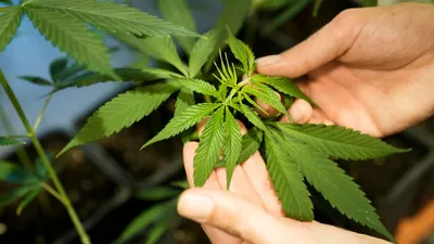 Полив марихуаны - выращивание автоцветов в аутдоре| Интернет магазин Growpro