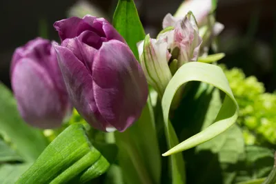 Почему март - самый ответственный месяц для садоводов и огородников
