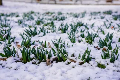 Прогноз погоды на март - месяц будет холодным | РБК-Україна