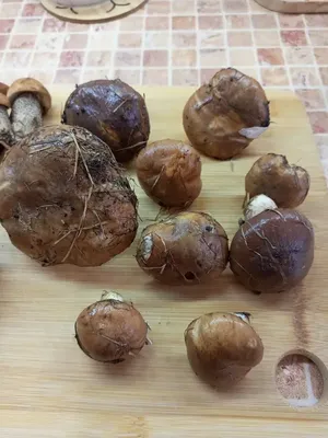 В Гае продают лесные грибы маслята » Гай ру — новости, объявления