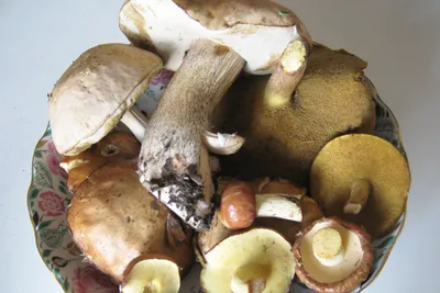 Грибы Лесные Маслята - «У маслят есть одно неоспоримое преимущество перед  другими грибами: это - лучшие грибы для маринования.» | отзывы