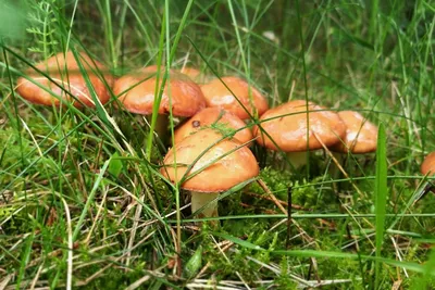 Какие грибы собирают в Беларуси и почём продают