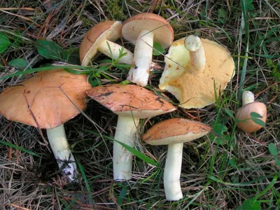 Летние грибы – маслята | looduskalender.ee