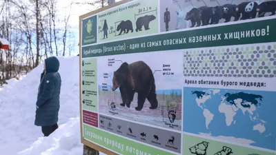 Первый медведь проснулся после зимней спячки в нижегородском зоопарке -  Поволжье || Интерфакс Россия