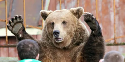 Сегодня в России отмечают День медведя | Новгородские Ведомости