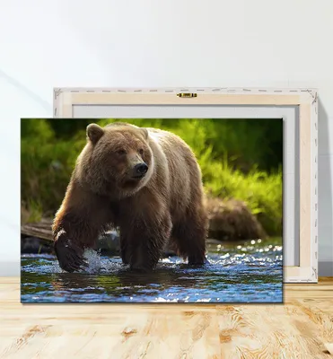 Россия - медведь