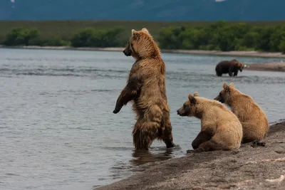 Почему и как медведь стал символом России? Объясняю просто | Этобаза | Дзен