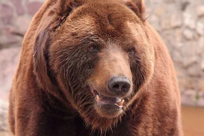 Картинки медведя фотографии