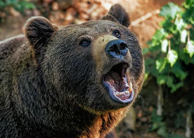 В Красноярске вновь заметили медведя - РИА Новости, 26.10.2023
