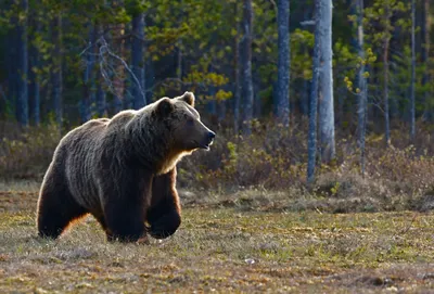 6 особенностей из жизни медведей, которые могут удивить | Приключения  натуралиста | Дзен