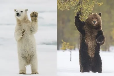 В Московском зоопарке назвали причину смерти медведя Диксона :: Новости ::  ТВ Центр