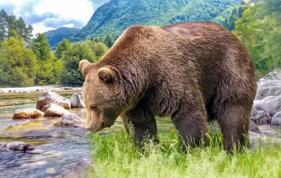 В Беларуси численность бурого медведя, рыси европейской увеличивается, но  пока не достигает оптимальной