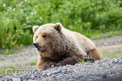 13 декабря – День Медведя - А знаете ли вы что… - ЦБС для детей г.  Севастополя