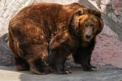 Бурый медведь — хищник или нет?: Занимательные истории в журнале Ярмарки  Мастеров