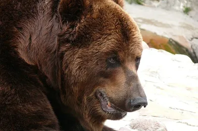 Что делать при встрече с медведем: рекомендации и правила поведения
