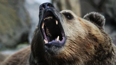 Ученый рассказал, как избежать трагедии при встрече с медведем - Российская  газета