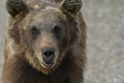На Чукотке пенсионерка избила медведя свернутой в трубочку газетой | ИА  Красная Весна