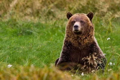 Ученые обнаружили у вышедших из спячки медведей необычное поведение |  Ветеринария и жизнь