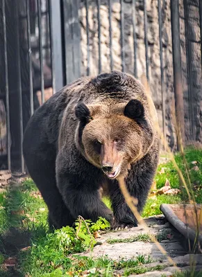 День медведя (45 фото) | Медведь, Бурые медведи, Медведи гризли