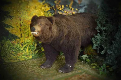 На Аляске лососевая диета довела медведя до ожирения | Экология | ERR