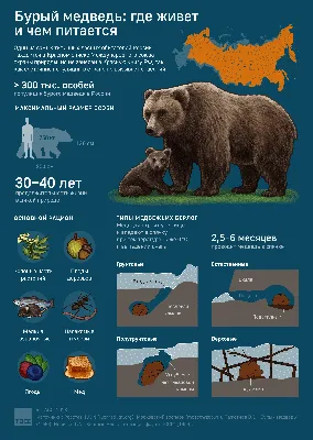 Что делать, если вы встретили медведя на Камчатке во время тура или в городе