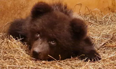 Нового медвежонка впервые показали в зоопарке Алматы: медведица никого к  нему не пускает - 06.03.2021, Sputnik Казахстан