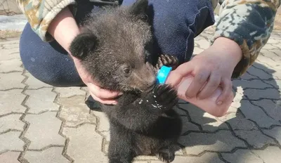 Ташкентский зоопарк показал гималайского медвежонка с мамой — видео