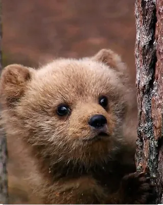 Забавные игры медвежонка Степы показал зоопарк столицы Хакасии