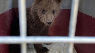 Первый пошёл. Из Центра спасения медвежат-сирот выпустили первого в этом  году медвежонка - Новости РГО