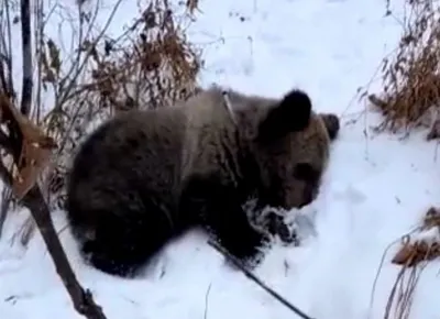 Медвежонка, обнаруженного в Томпонском районе, привезут в Якутск для  осмотра - Информационный портал Yk24/Як24