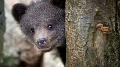 Истощенного медвежонка нашли и спасли в Пермском крае