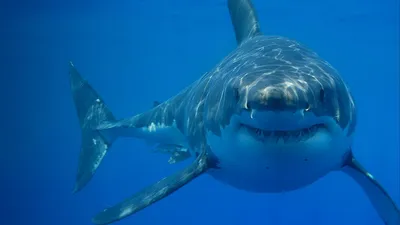 Вымирание мегалодона связали с появлением белой акулы - Индикатор