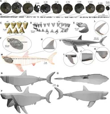 Мегалодон – Carcharodon megalodon – Рыбы – Динозавры