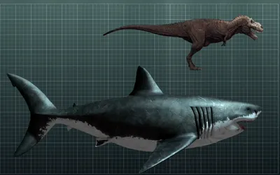 Акула пообедала китом: ученые нашли следы мегалодона на костях, которым 15  млн лет
