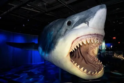 Мегалодон - доисторическая акула-монстр | Проектная деятельность