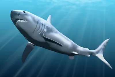 Фигурка Мегалодона PNSO Megalodon Акула Доисторическая — Купить на BIGL.UA  ᐉ Удобная Доставка (1403345970)