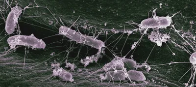 Интересный факт # 35. От микробов до звезд: феноменальное разнообразие  бактерий на нашей планете\" | Интересные факты | Дзен