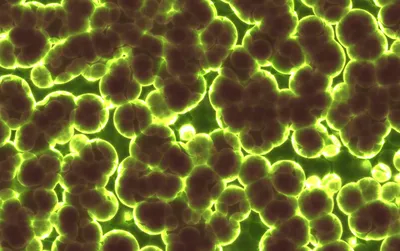 Коллекция Вирусов Бактерий Микробов Нервных Клеток Струн Днк Изолированных  На Белом Фоне — стоковые фотографии и другие картинки Covid-19 - iStock