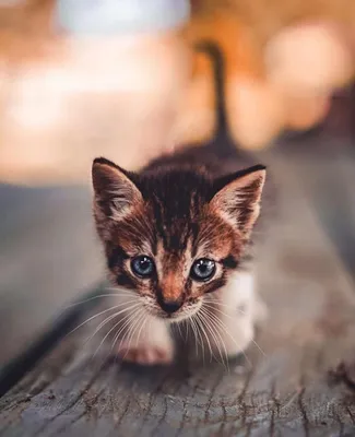 Рисунки милых животных котят - 72 фото