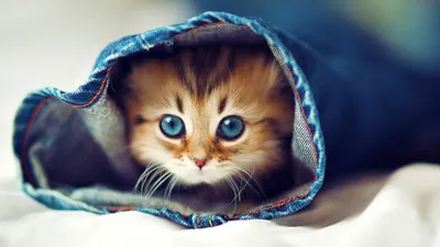 10+ Самых красивых и милых котят! | Наши четвероногие друзья | Дзен