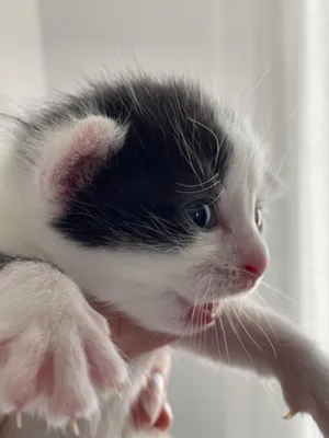 Самые красивые и милые котята (240 фото) 🔥 Прикольные картинки и юмор