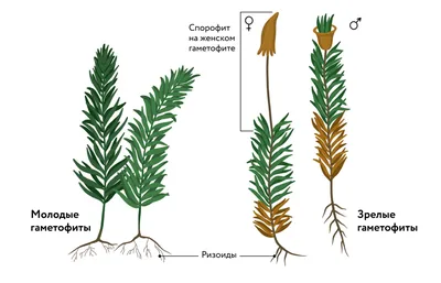 Monosolenium tenerum: еще один представитель мхов в вашем домашнем водоеме