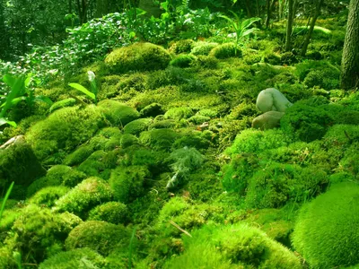 Сад мхов Сайходзи в Киото | Ландшафтная архитектура и зеленое строительство  | Totalarch