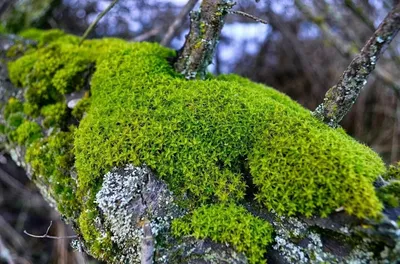 мхи - маленькие растения. большинство наземных мхов достигают лишь  нескольких сантиметров по высоте Стоковое Изображение - изображение  насчитывающей листья, поля: 246923999