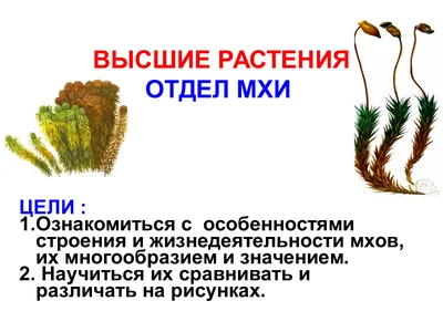 Российские ученые впервые изучили биологическую ритмичность роста сфагновых  мхов