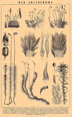 Ботаника. Споровые растения. Мхи. Сфагнум, Кукушкин лён, Маршанция  изменчивая - YouTube