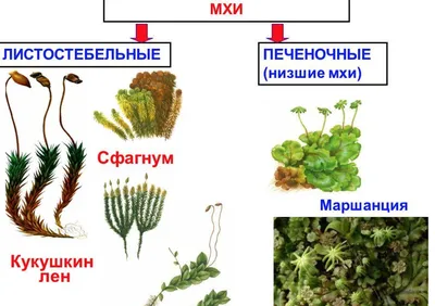 МХИ В МОИХ ТЕРРАРИУМАХ