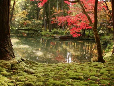 Сад мхов в Киото（西芳寺）» — фотоальбом пользователя marinakuma на Туристер.Ру